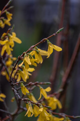 Beautiful Forsythia in spring time on a blurry background