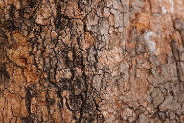 Wood texture background 