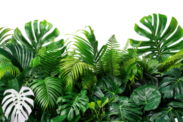A lush indoor jungle scene featuring a variety of tropical plants, including ferns, palms, and monstera leaves. ,Isolated on white background