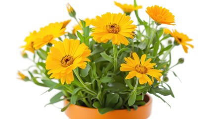 Blooming marigold flower in orange pot isolated on white background Top down view of Calendula officinalis