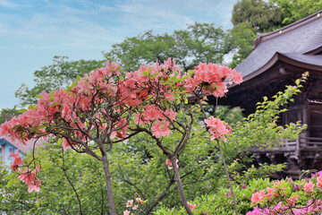 ピンクのつつじ