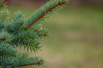 Background, abstraction of Christmas tree twigs with needles on a blurry