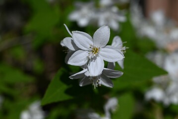 Slender deutzia flowers. Hydrangeaceae deciduous shrub A species endemic to Japan. Many white flowers bloom slightly downward in early summer.