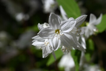 Obraz na płótnie Canvas Slender deutzia flowers. Hydrangeaceae deciduous shrub A species endemic to Japan. Many white flowers bloom slightly downward in early summer.
