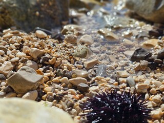 Close-up of a vibrant sea urchin among pebbles in shallow water.