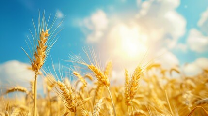Golden wheat field with blue sky and sun background