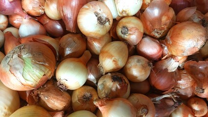 White kitchen onion (Allium cepa)