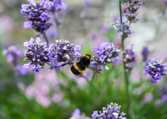 Bumblebee on Purple Flower