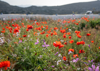 Field of Red Flowers in Greece