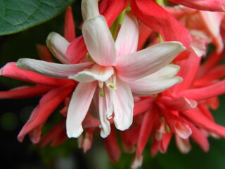 Fototapeta premium Macro photos of flowers from ornamental plants which are very beautiful and can be grown and maintained in the front garden or back garden of the house.
