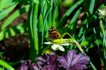 Red Admiral Butterfly on a Narcissus Flower at a Botanical Gardens Exhibit in Grand Rapids,...