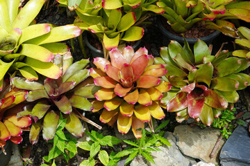 Bromeliads. Colorful Bromeliads in tropical garden. Selective focus