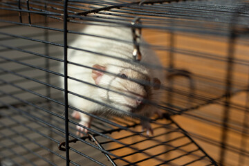 Rat in a cage. Mouse Behind Bars. Pet cage.
