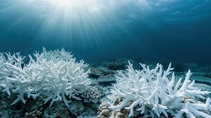 An image highlighting the fragile beauty of a bleached coral reef and its impact on the marine community