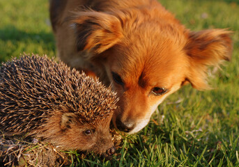 dog and hedgehog in the grass