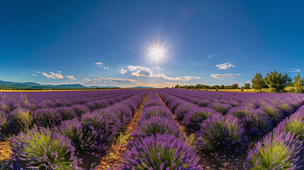 Lavender Festival in Provence, vast lavender fields stretch out under a bright blue sky, Ai Generated Images