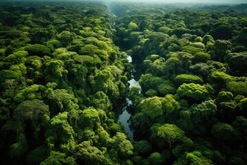 An aerial view of a lush rainforest.