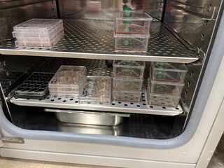 cell samples being incubated in a laboratory incubator