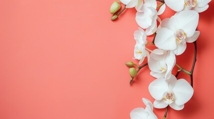 white orchids flowers on peach background with copy space for text