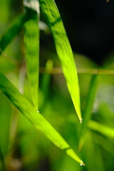 Thyrsostachys is a genus of Chinese and Indonesian bamboo in the grass family. Type Thyrsostachys oliveri Gamble - edible bamboo. Natural bamboo green leaves wallpaper background. Macro photography. 