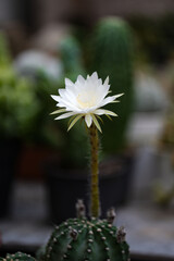 Echinopsis White Easter Lily