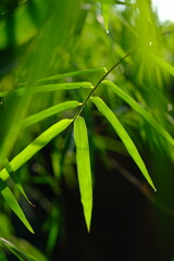 Thyrsostachys is a genus of Chinese and Indonesian bamboo in the grass family. Type Thyrsostachys oliveri Gamble - edible bamboo. Natural bamboo green leaves wallpaper background. Daun bambu kecil. 