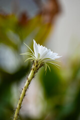 Echinopsis White Easter Lily
