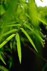 thyrsostachys is a genus of Chinese and Indonesian bamboo in the grass family. Type Thyrsostachys oliveri Gamble - edible bamboo. Natural bamboo green leaves wallpaper background. dew on leaves.