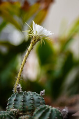 Echinopsis White Easter Lily