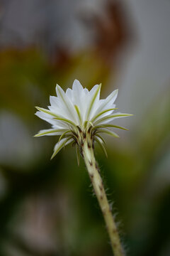 Echinopsis White Easter Lily