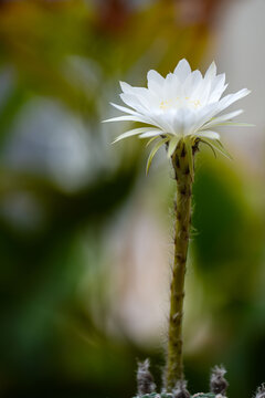 Echinopsis White Easter Lily