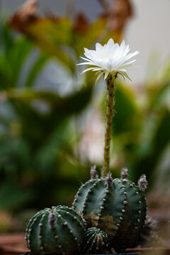 Echinopsis White Easter Lily