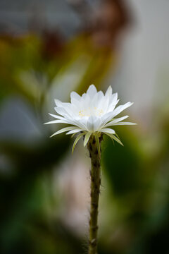 Echinopsis White Easter Lily