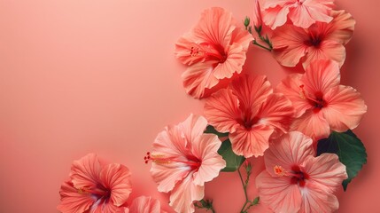 hibiscus flowers on top of orange background with copyspace for text