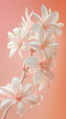 Obraz premium Beauty white tuberose blossom flower copy space decoration nature background