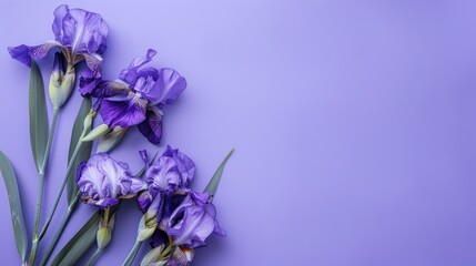 Iris flowers on top of periwinkle color background with copyspace for text