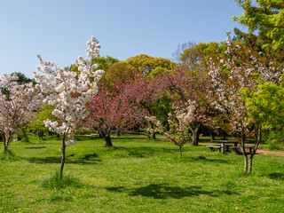 春の京都の京都御苑