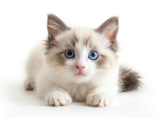 Obraz premium A cat on a white background