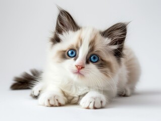 A cat on a white background