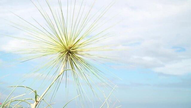 Spinifex sericeus swaying in the wind. White clouds background. Focus selected