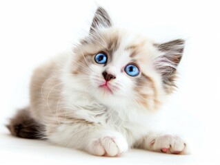 Fototapeta premium A cat on a white background