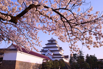 Obraz premium 会津若松市 鶴ヶ城とと満開の桜