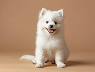 Fototapeta premium A small dog with a white background
