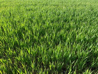 green grass background