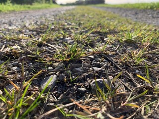 close up of grass
