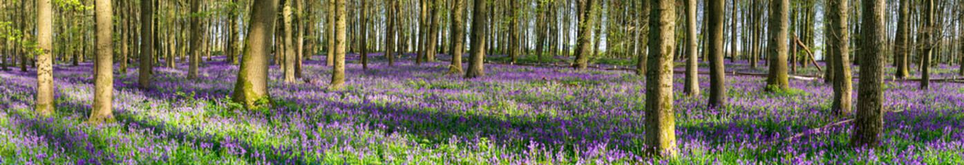 Bluebell carpet panorama in the woodland forest. Springtime in United Kingdom
