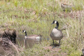 Canadian geese at the Pitt River Dike Scenic Point during a spring season in Pitt Meadows, British Columbia, Canada