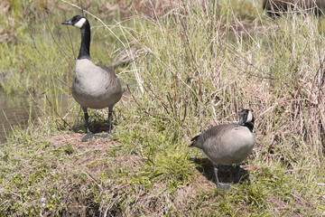 Canadian geese at the Pitt River Dike Scenic Point during a spring season in Pitt Meadows, British Columbia, Canada