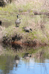 Canadian geese at the Pitt River Dike Scenic Point during a spring season in Pitt Meadows, British Columbia, Canada