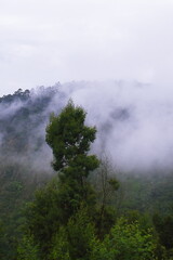 monsoon clouds gathering over palani hills, part of western ghats mountains range, wildernessn of tropical rainforest, kodaikanal in tamilnadu, india